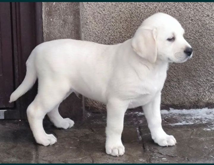 Шоколадный Лабрадор с Документами ЧИП Доставка в Германию