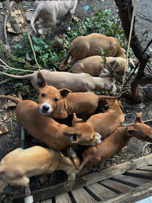 Щенки Стафорда за символическую цену