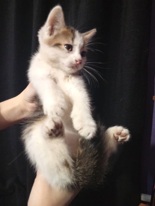 Шотландочка девочка