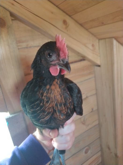 Koguty araucana araukana