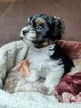 Yorkshire terrier biewer piesek