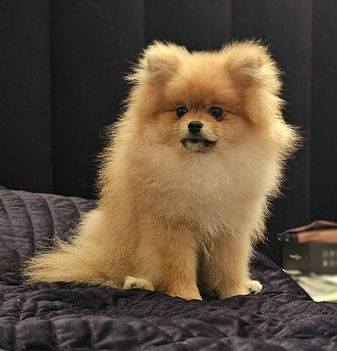 Szpic miniaturowy xs pomeranian samiec