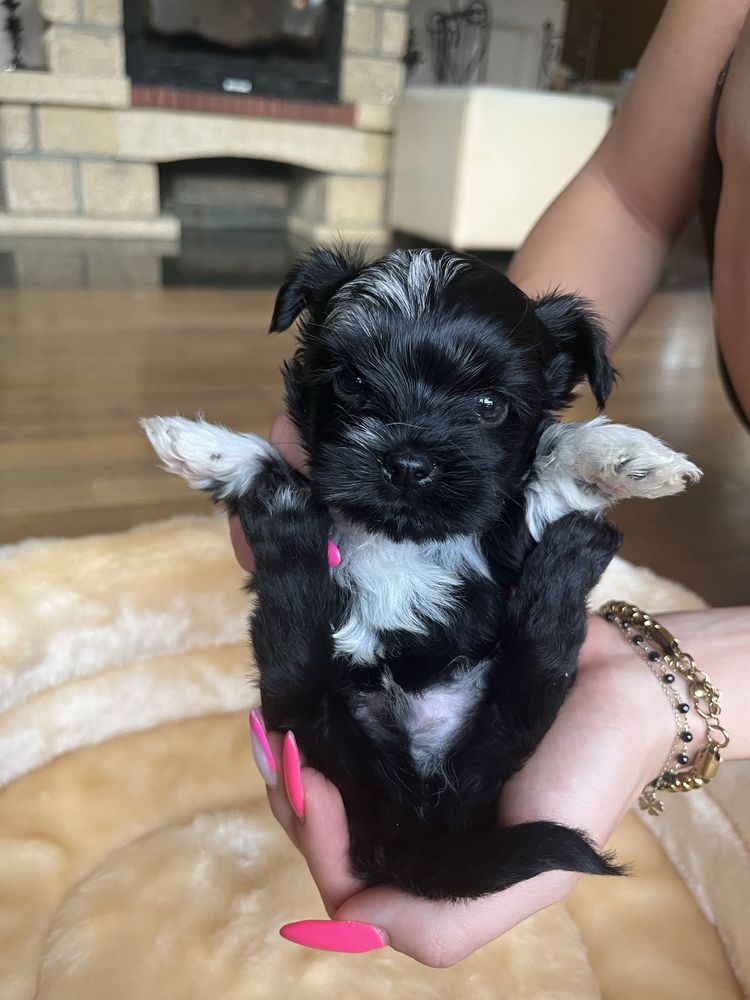 Yorkshire terrier, york, merle, pies, chłopczyk