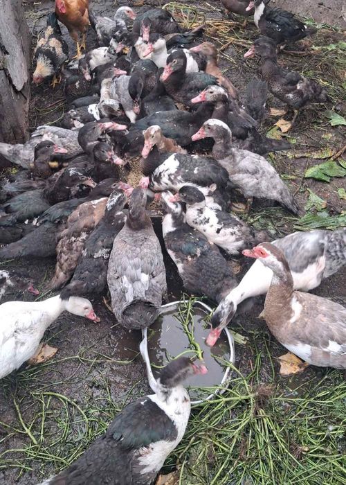 Продам індокачок