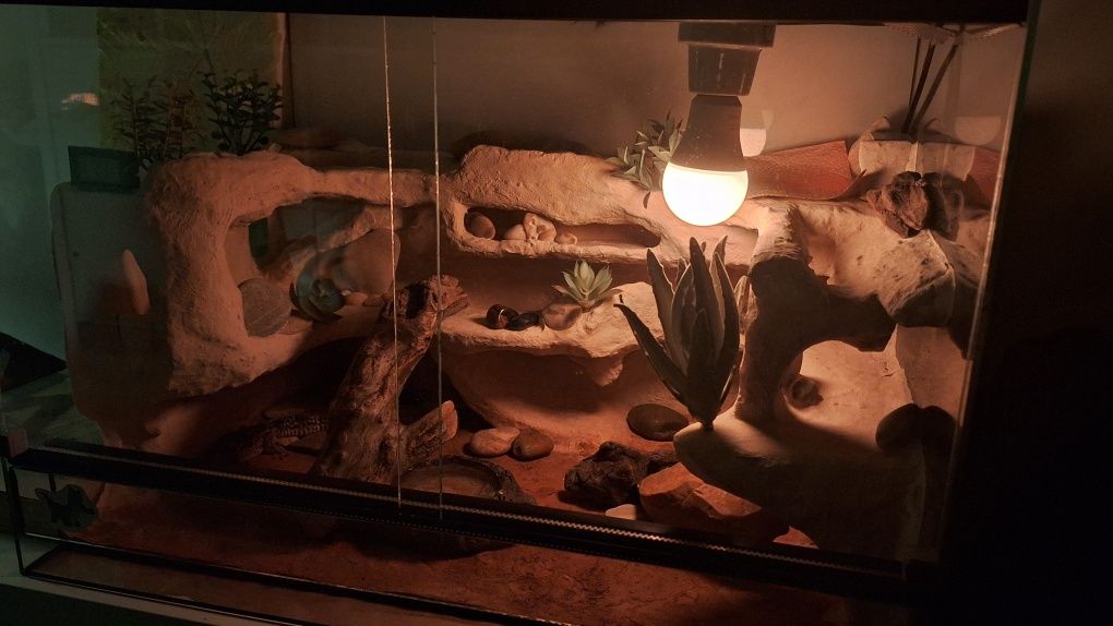 Terrarium ze ścianką