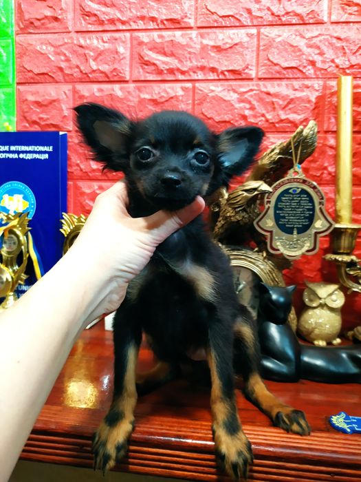 Изумительная длинношерстная девочка, отЧемпионов! Док.КСУ,чип,привита