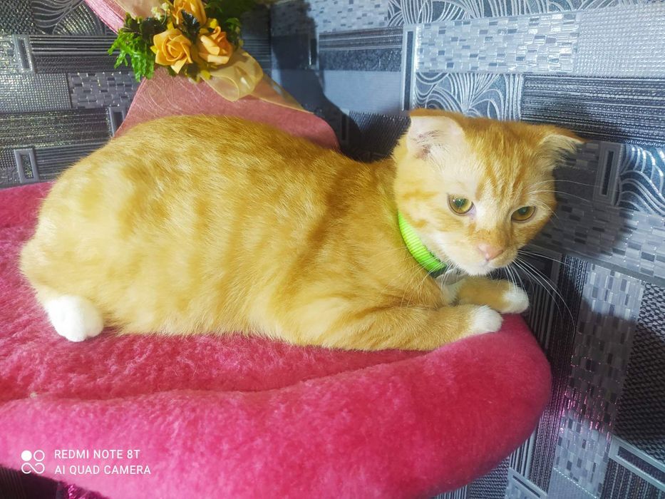 Шотландские вислоухие котята