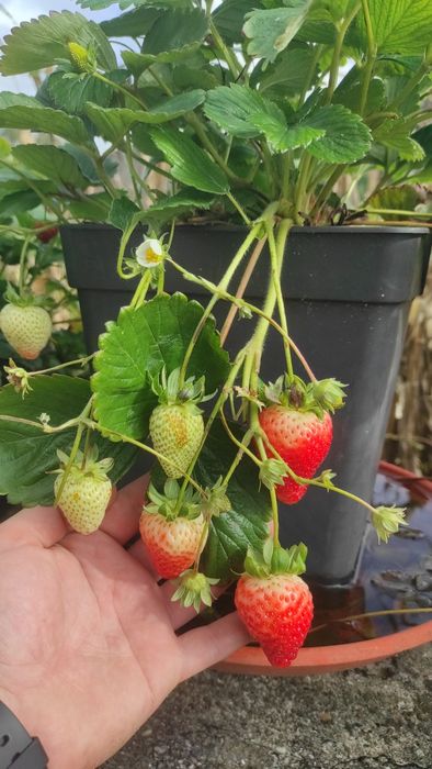 Morangueiros( Gigante, Branco, Silvestre, San Andreas, etc..)