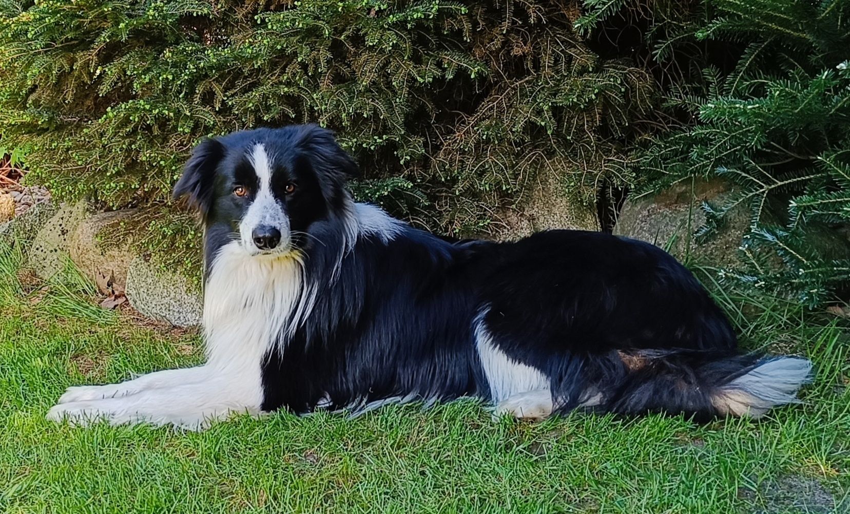 Border collie szczeniak suczka