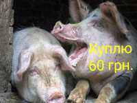 Свині та свиноматки на забій