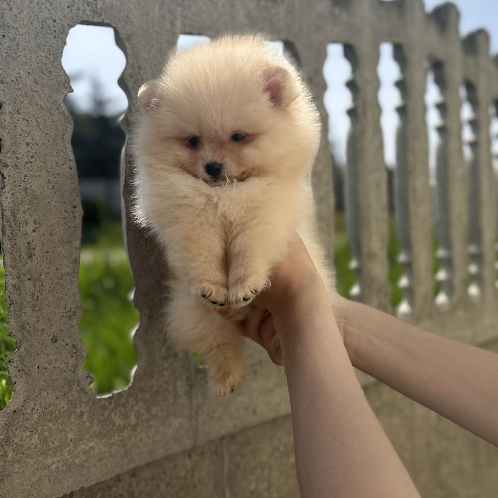Хлопчик шоу класу тип ведмедика