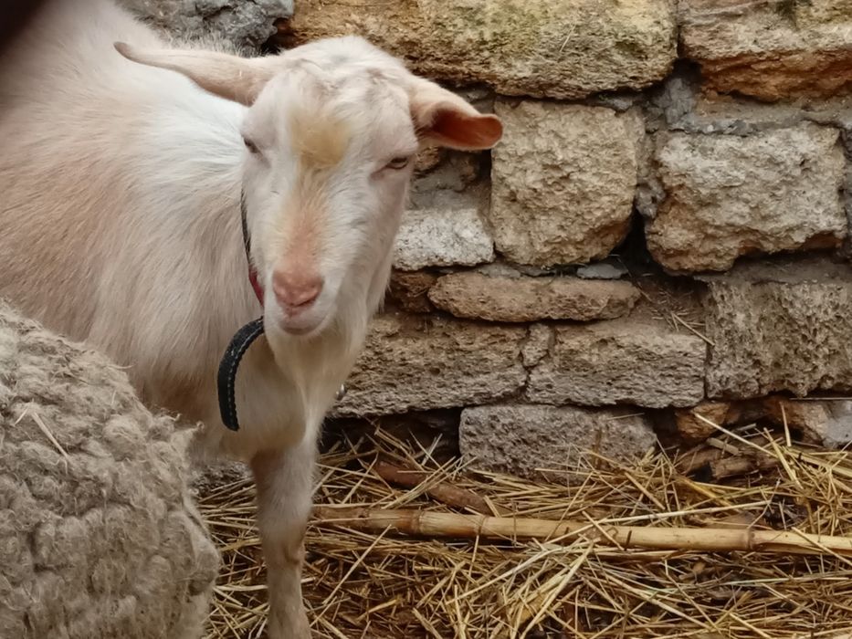 Козлик, козёл (коза)(обмен)