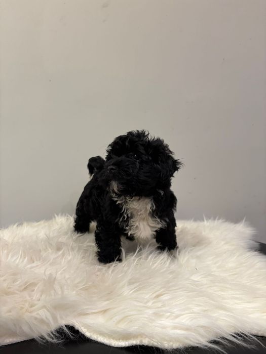 Piękny Hawańczyk-Zdzichu