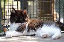 kotka Maine Coon