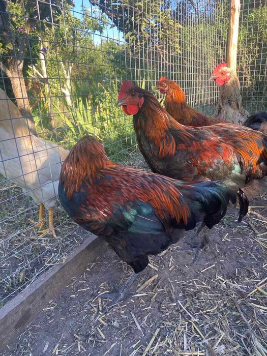 Продам півнів породи Маран