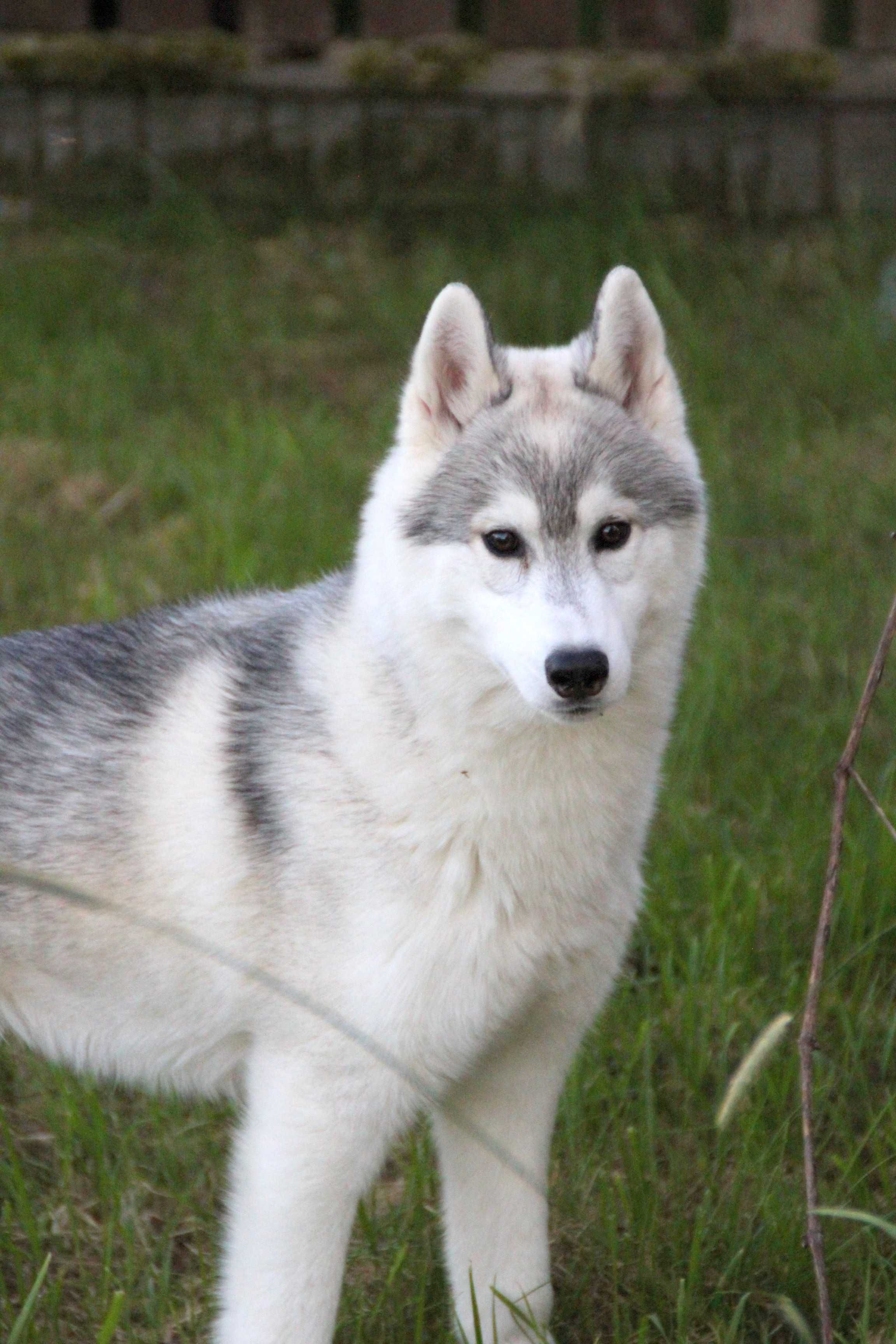 Piękny piesek Siberian Husky po imporcie ZKwP/FCI szczeniak husky