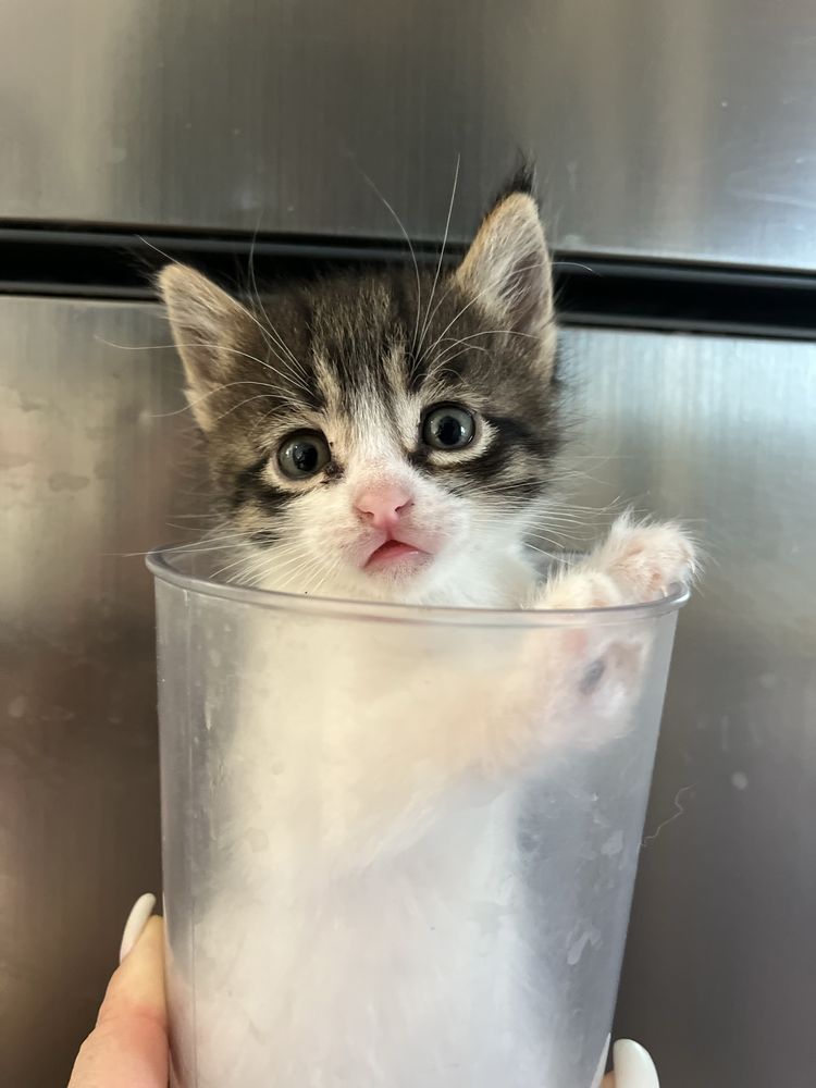 Котёнок ищет любящую семью.