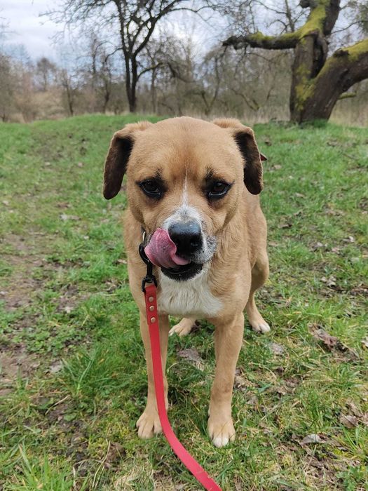 Fox   , psiak uratowany z łańcucha szuka domu