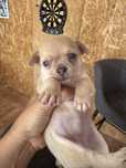 Chihuahua femea olhos claros