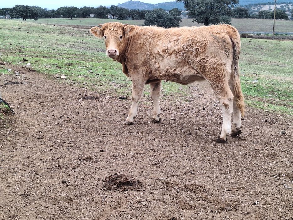 Novilhas cx charoles X limousine