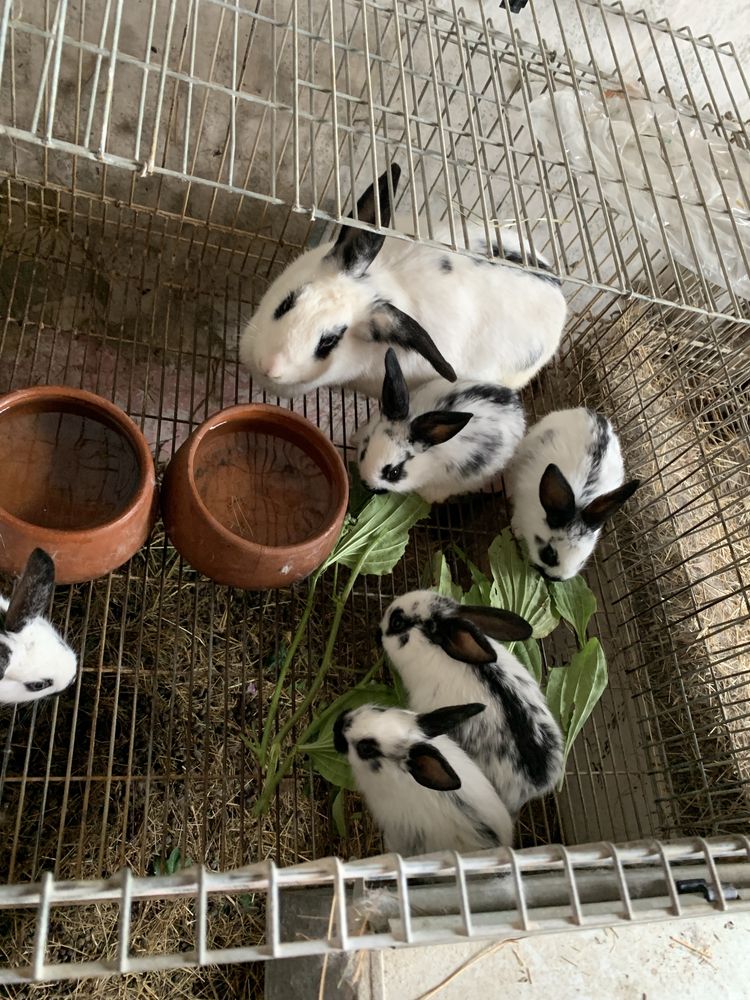 Ninhada de coelhos caseiros