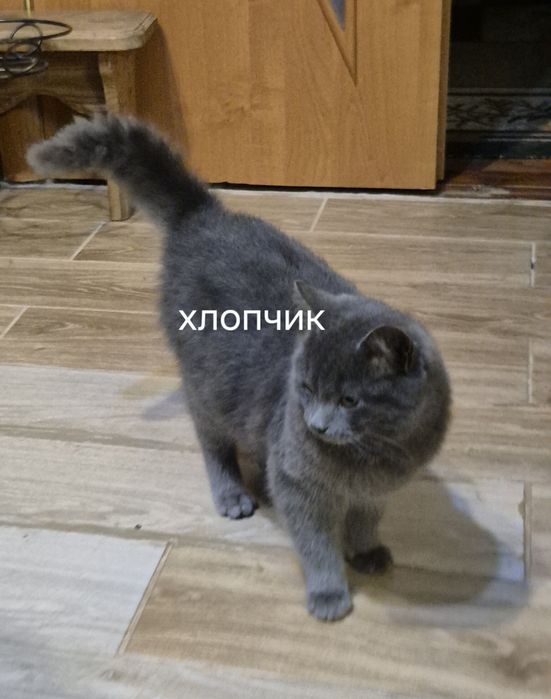 Животные бесплатно