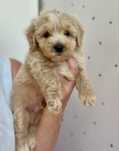 Maltipoo F1/chłopczyk