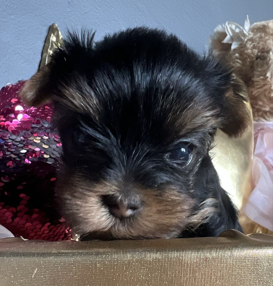 Suczka Yorkshire Terrier