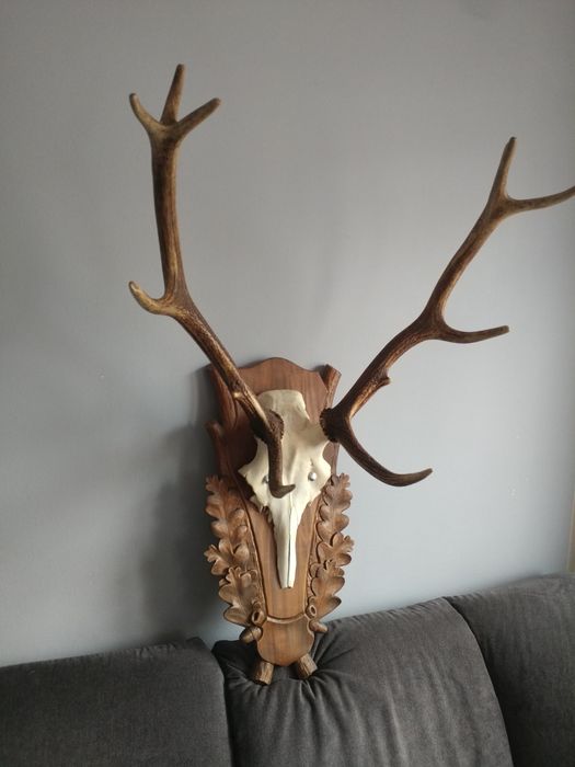 Poroże jelenia wieniec trofeum dwunastak