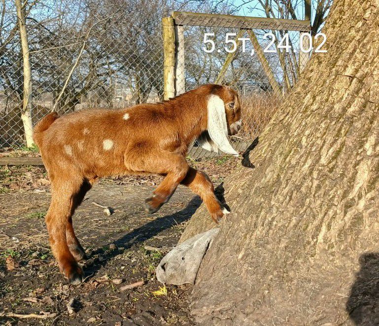 100% НУБІЙСЬКІ козенята