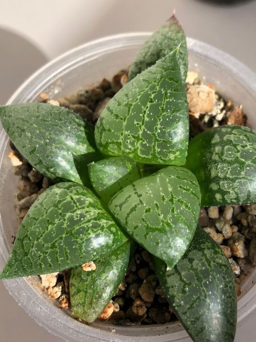 Хавортія Haworthia Comptoniana