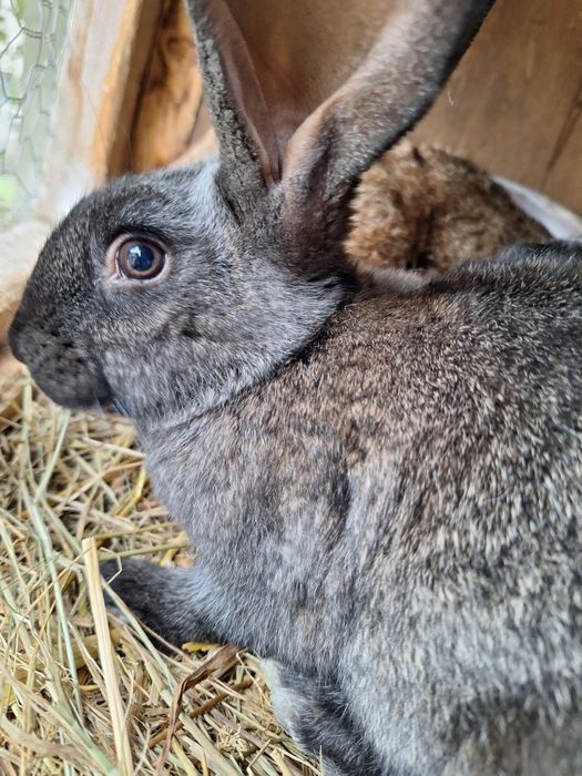 Sprzedam młode kroliki