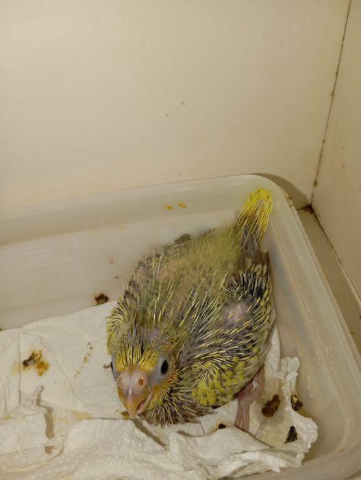 Carturras domesticadas á mão