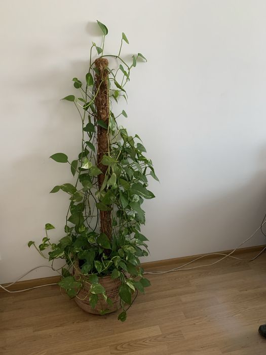 Комнатное растение