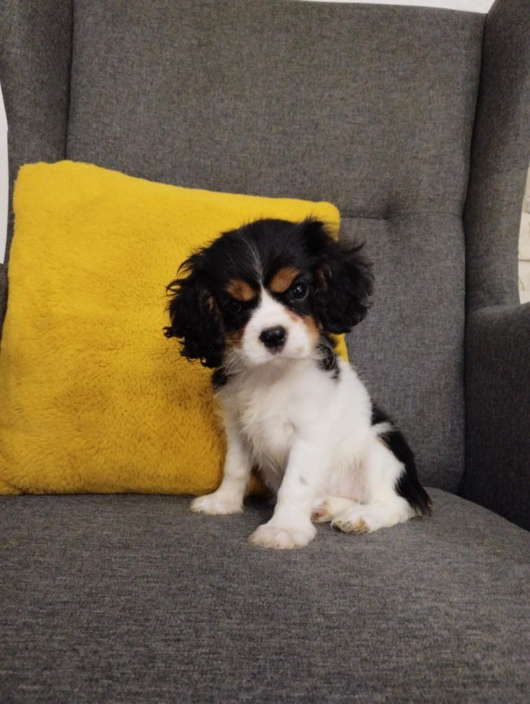 Cavalier King Charles Spaniel, sunia.