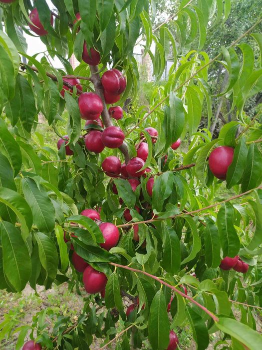 Абрикос Нектарин Персик Черешня Айва Яблуня Груша Слива Ківі Магнолія