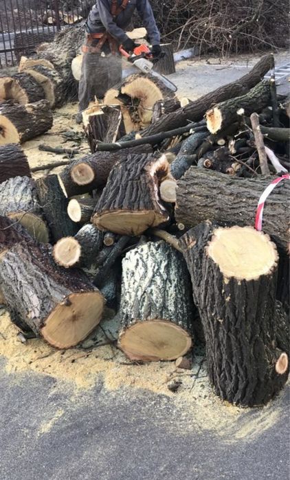 Спил дерев, підрізка аварійних сухих дерев-гілок