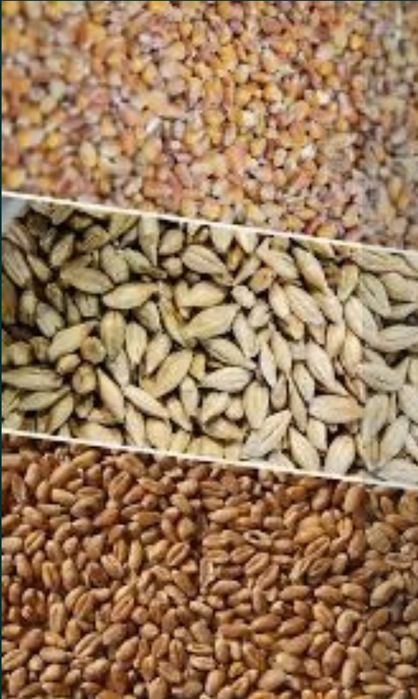 Продам посівну пшеницю 13 гр/кг. На корм ячмінь  пшеницю 2025 року .