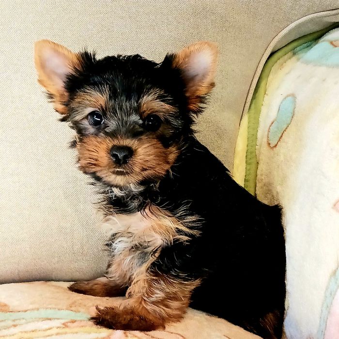 York,mała sunia, rodowód.