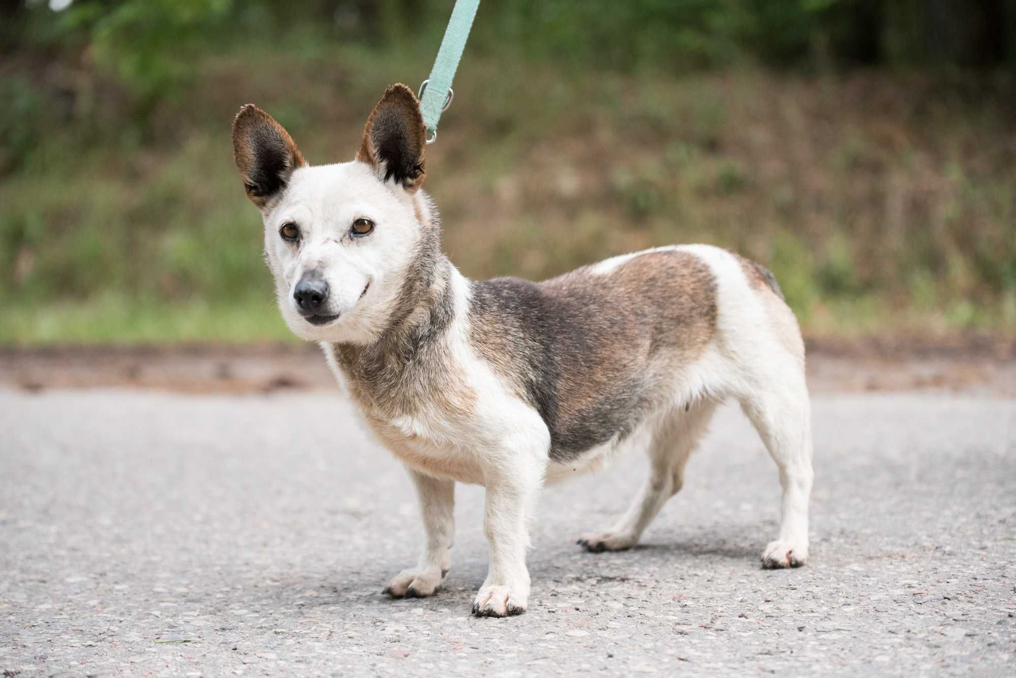 LOJA - cudowna dojrzała łagodna sunia do adopcji