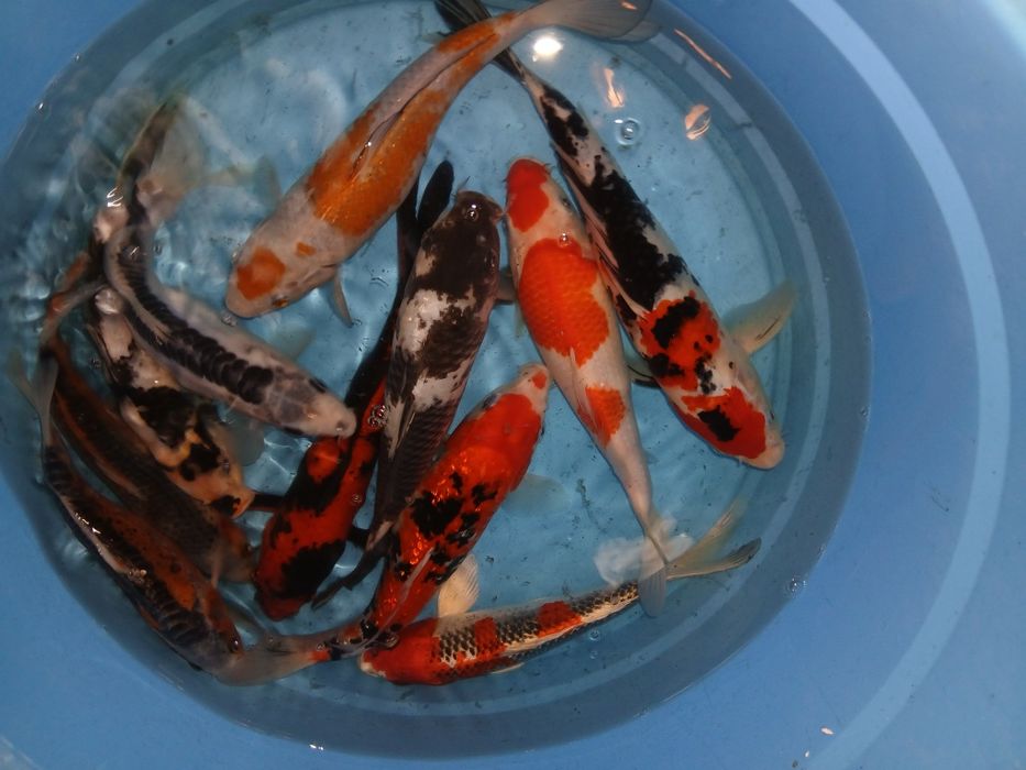 Carpas koi selecção premium