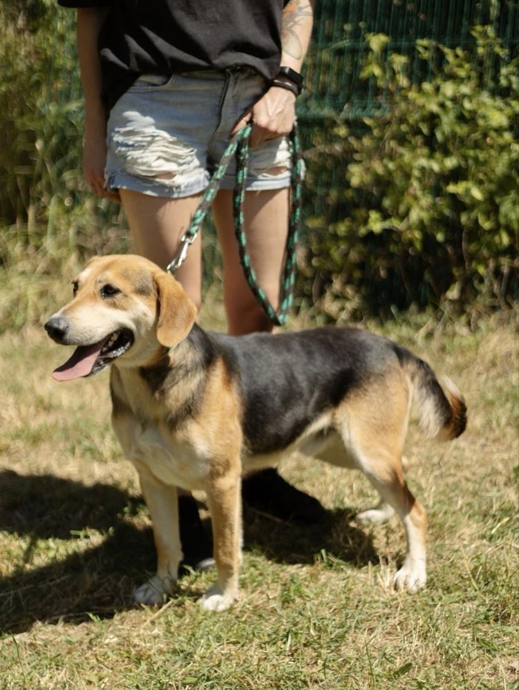Piesek do adopcji PTYŚ