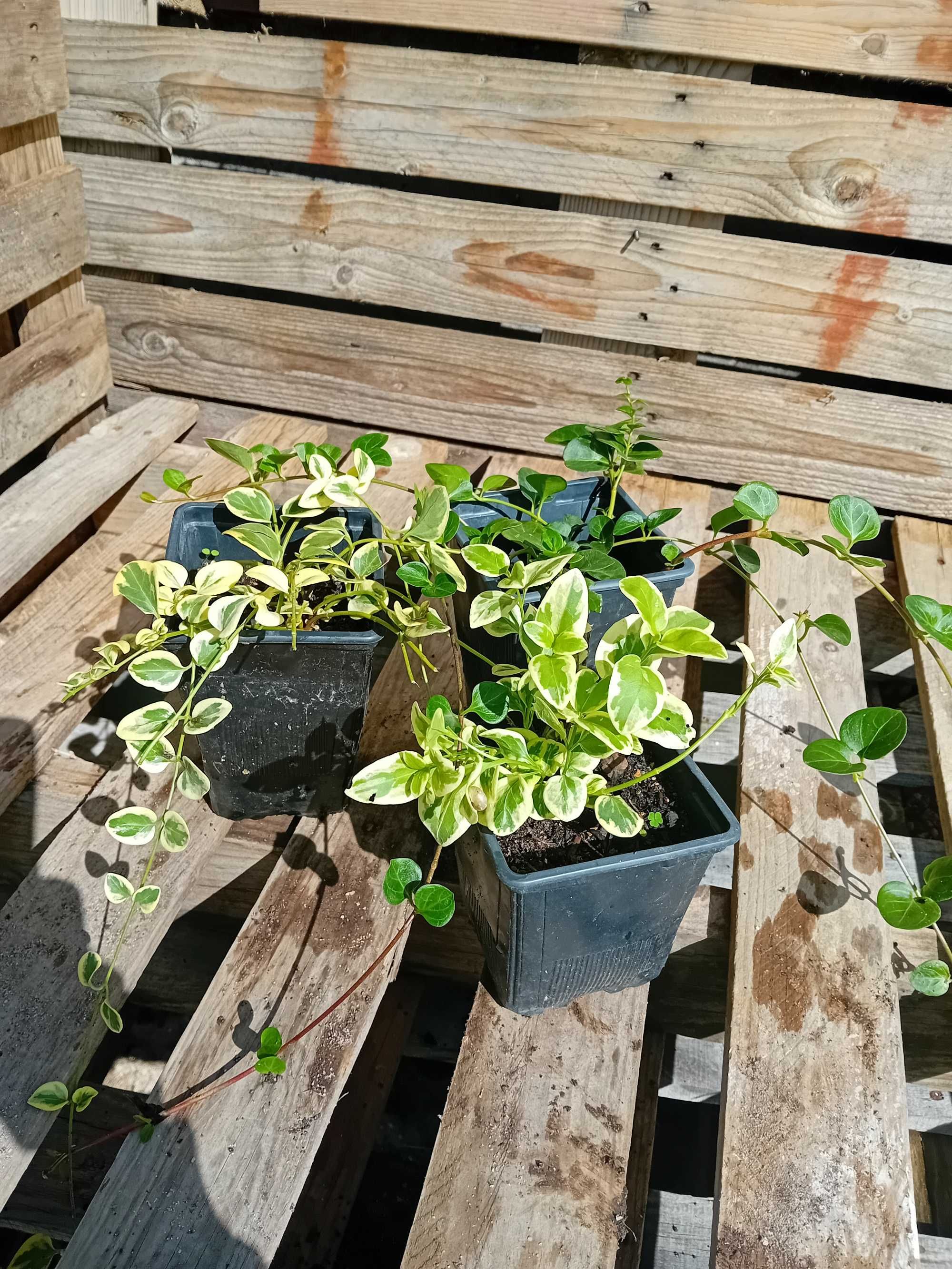 Plantas de Vinca variegada ou nao variegada