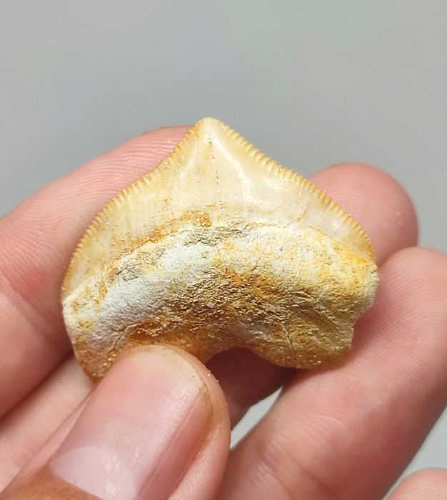 Lote fósseis tubarão