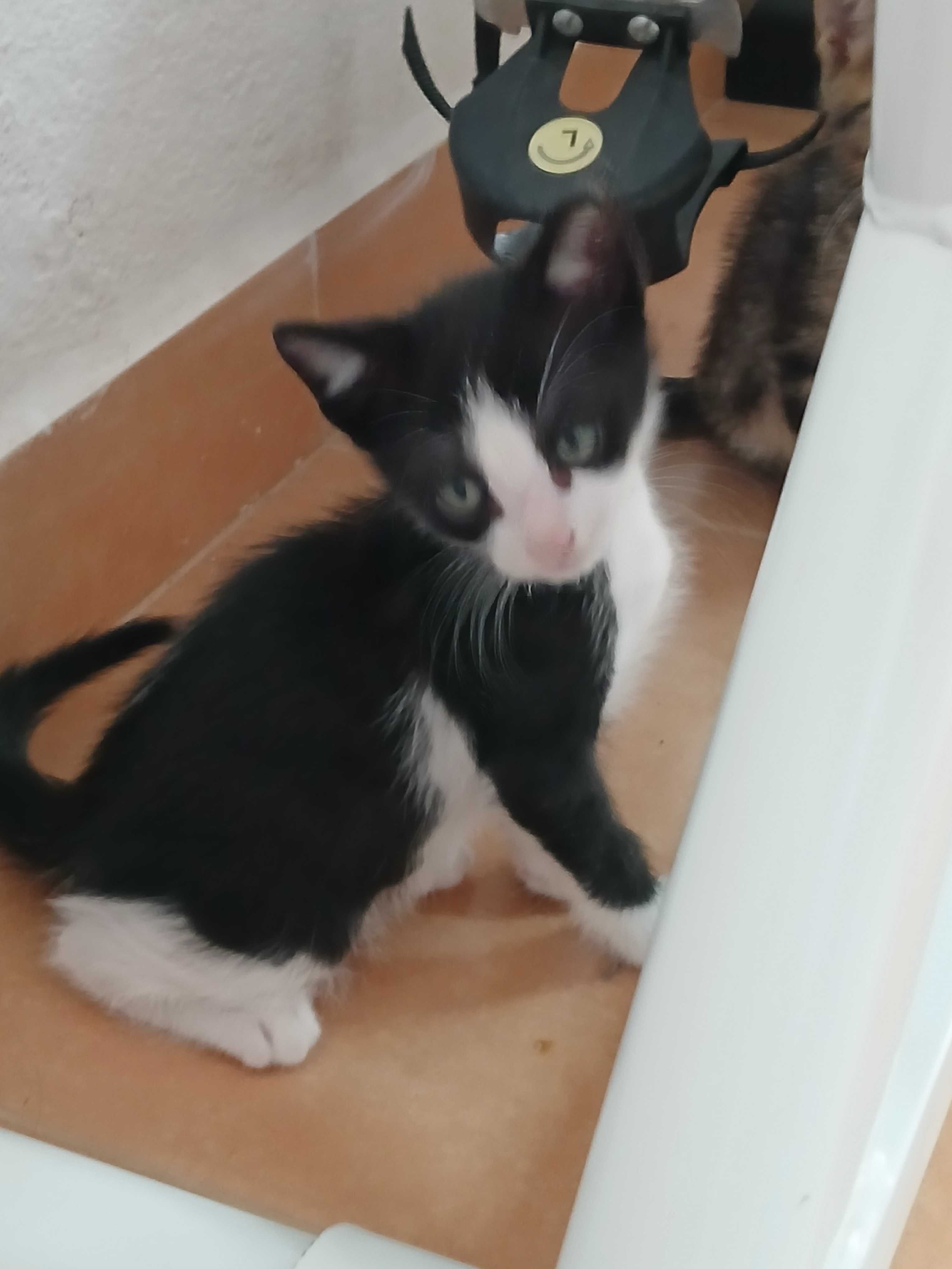 Filhotes de gatos para Adoçao