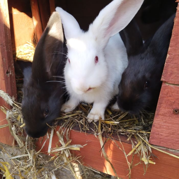 Króliki młode 4szt