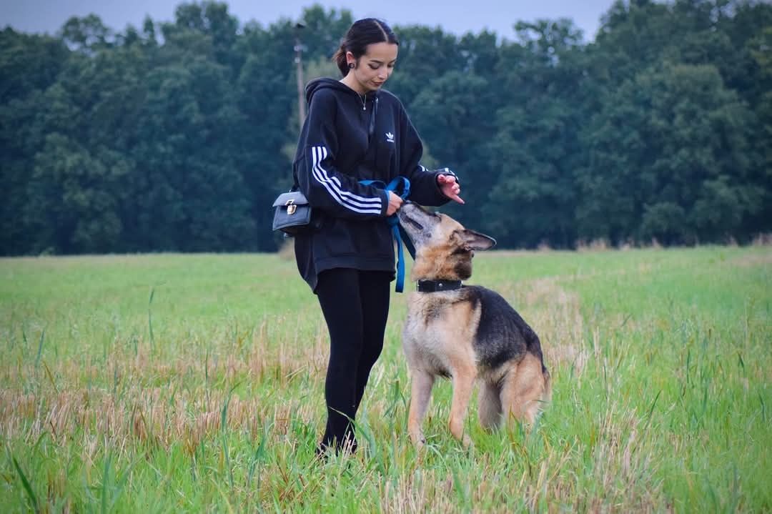 Sunia w typie owczarka niemieckiego pilnie szuka domu