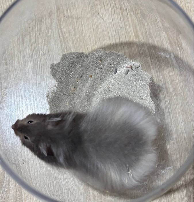 Хомяк Ангорський Нереальний красень хомячок Хомяк