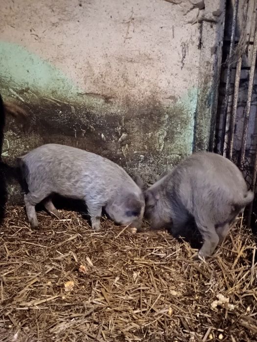 Поросята Угорська мангалиця