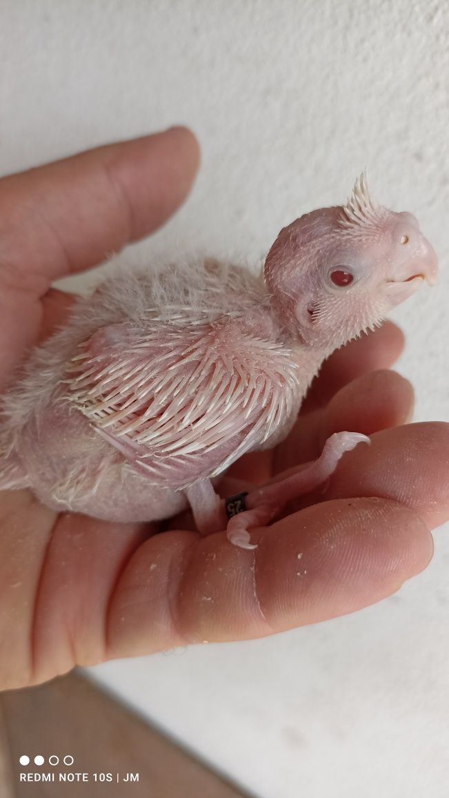Caturras bebés para criar à mão
